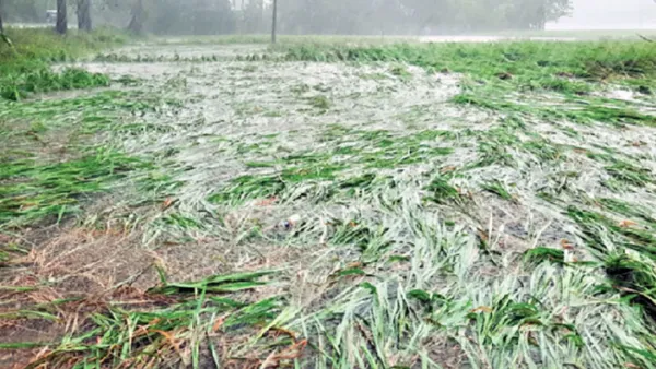 ঘূর্ণিঝড় মিধিলিতে চূর্ণ সুবর্ণচরের কৃষকের স্বপ্ন