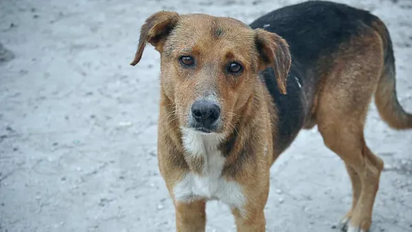 কুকুরকে বাঁচাতে গিয়ে মৃত্যু, ৮ কিলোমিটার ছুটে যুবকের বাড়িতে শোকপ্রকাশ!