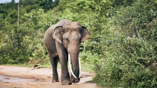 পশ্চিমবঙ্গে ট্রেনের ধাক্কায় তিন হাতির মৃত্যু