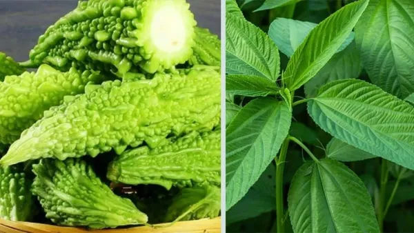 তিতা খাবার কেন খাবেন