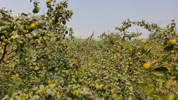 কুল ও পেয়ারা চাষে আগ্রহী হচ্ছে নতুন চাষিরা