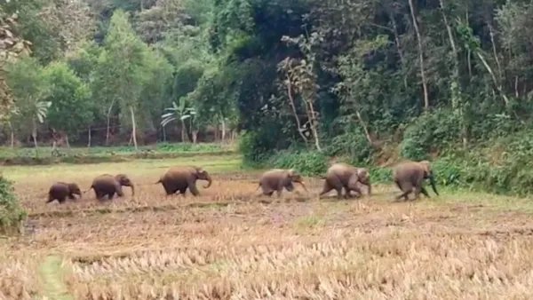 রামুতে লোকালয়ে হাতির পাল, আহত ২