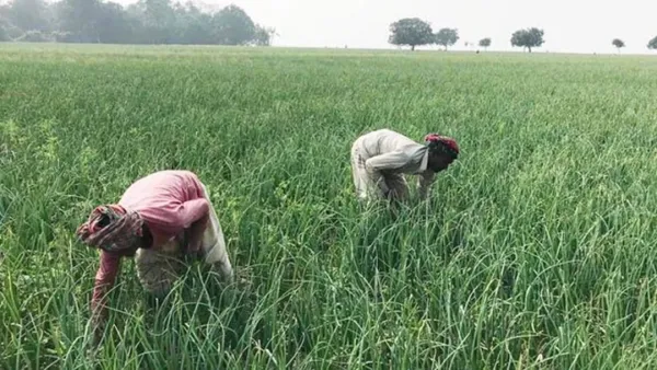 তাড়াশে রাত জেগে পেঁয়াজ ক্ষেত পাহারা