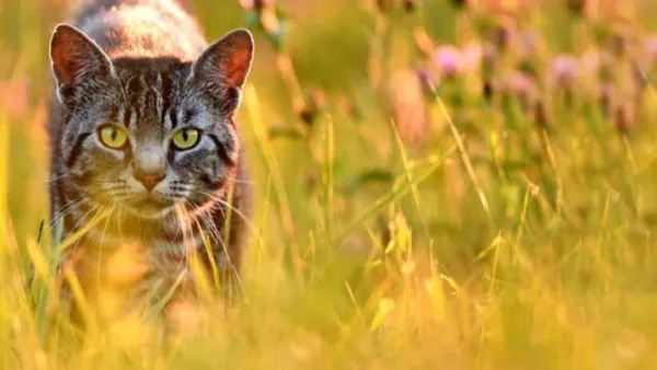 বিড়ালের কারণে বিলুপ্ত হয়ে যাচ্ছে শত শত প্রজাতি
