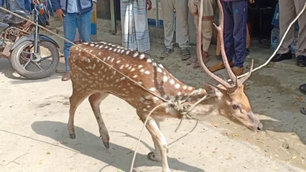 নদী থেকে উদ্ধারকৃত হরিণ চিকিৎসা শেষে বনে অবমুক্ত