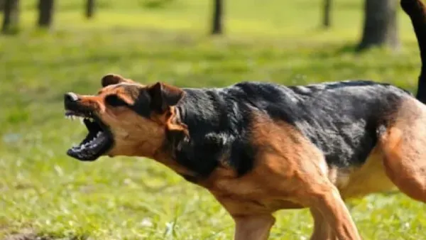 কুকুরের কামড়ে আহত ১১