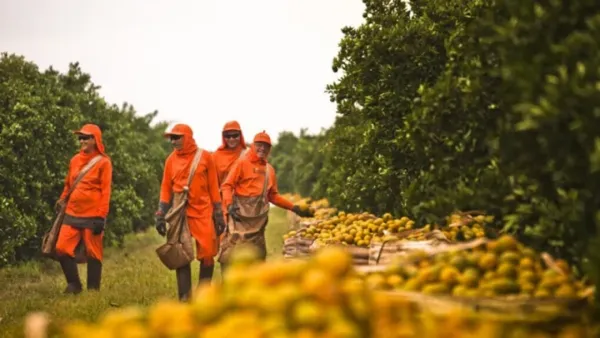 কৃষিকাজে এআই, কম পানিতে চাষ হচ্ছে কমলালেবু