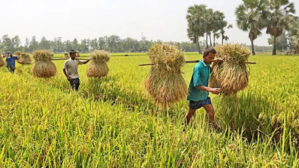 ২০ হাজার কোটি টাকায় উন্নীত রাজশাহীর কৃষি