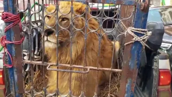 নওয়াজ শরীফের নির্বাচনী প্রচারে আনা হলো বাঘ-সিংহ, এরপর…
