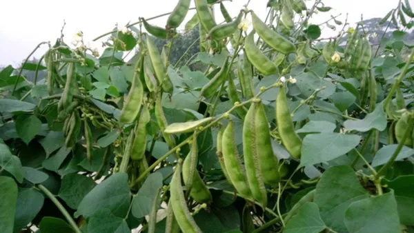 শিমের যত পুষ্টিগুণ