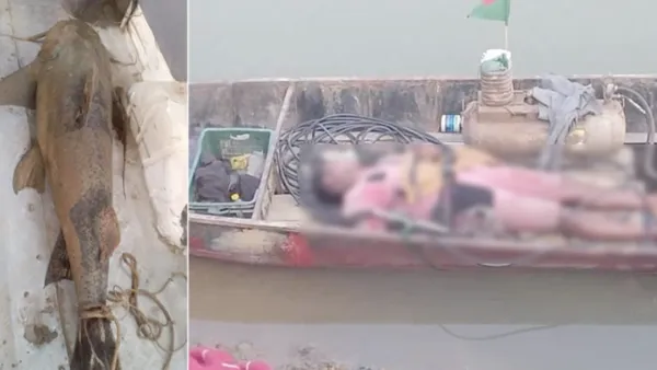 ৫০ কেজির বাঘাইড় মাছের সঙ্গে উঠল যুবকের লাশ