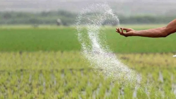 সাশ্রয়ী মূল্যে সার সরবরাহের জন্য বরাদ্দ ১৭ হাজার কোটি টাকা