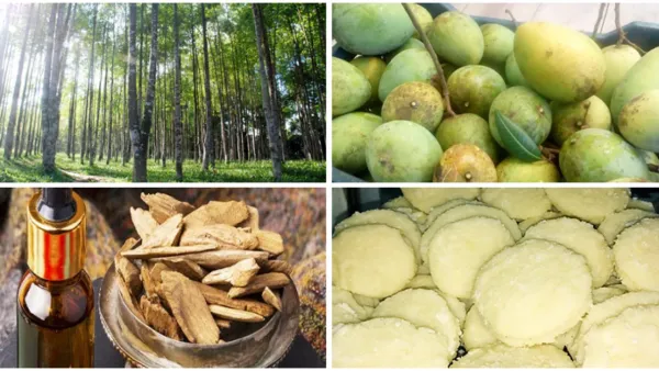 জিআই অনুমোদন পেল আরও ৪ পণ্য