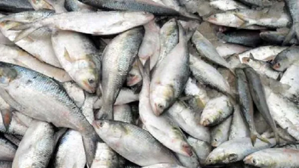 চাঁদপুরে সাড়ে ৪ হাজার কেজি জাটকা জব্দ, আটক ৪০