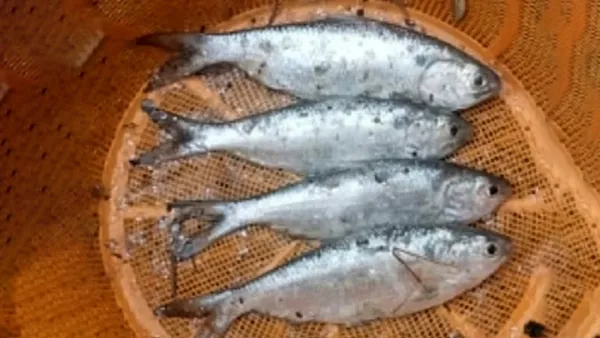 বরিশালের পুকুরে ধরা পড়ল ৪টি ইলিশ!