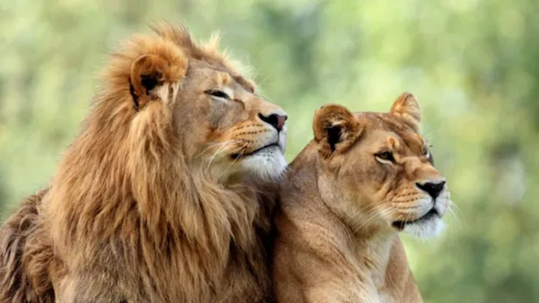 সাফারি পার্কে সিংহীর নাম ‘সীতা’, আদালতে হিন্দু পরিষদ