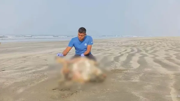 সৈকতে ফের ভেসে এলো আরও দুই কচ্ছপ, পেটে মিলল ১৮৫ ডিম