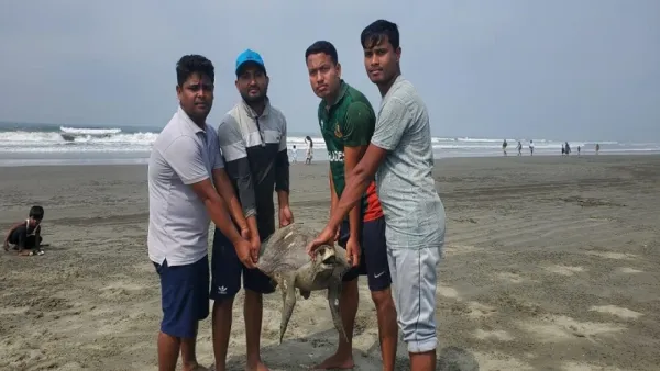 কক্সবাজার সমুদ্র সৈকতে ২৪ মৃত কচ্ছপ