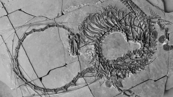 ২৪ কোটি বছরের পুরনো ড্রাগনের সন্ধান