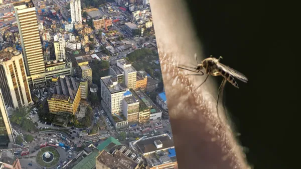 মশার গানেও ঘুম ভাঙছে না দুই সিটি করপোরেশনের