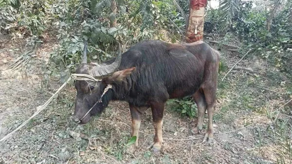 মহিষ কেনার পরের দিনই আঘাতে মালিকের মৃত্যু