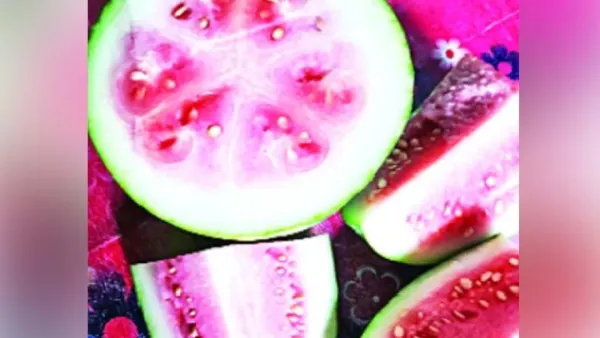 চড়া দামে বিক্রি হচ্ছে অপরিপক্ব তরমুজ