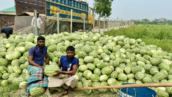 কেজিতে নয়, পিস হিসেবেই বিক্রি হচ্ছে তরমুজ