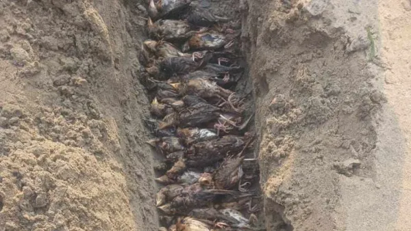 ১০ মিনিটের শিলাবৃষ্টিতে শত শত পাখির গণকবর (ভিডিও)