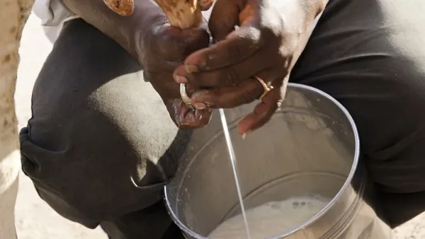 ৭৫ টাকা লিটারে মিলছে গরুর দুধ