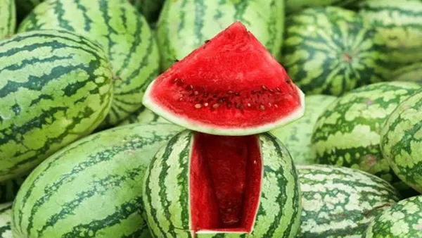 ১৫০ টাকায় মিলবে তরমুজ