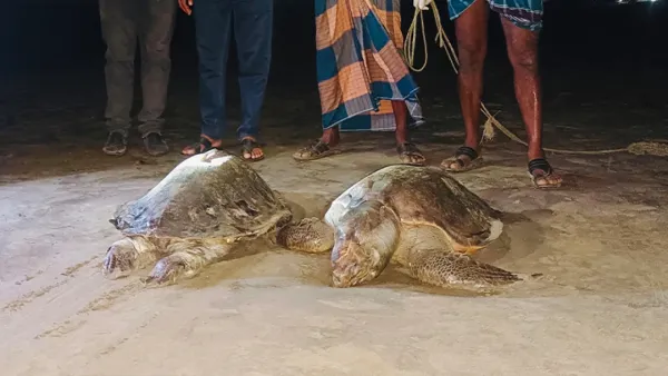 কুয়াকাটা সৈকতে ভেসে এসেছে মৃত জোড়া কচ্ছপ