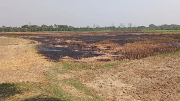 আগুনে পুড়ল কৃষকের ৬ বিঘা পাকা গম