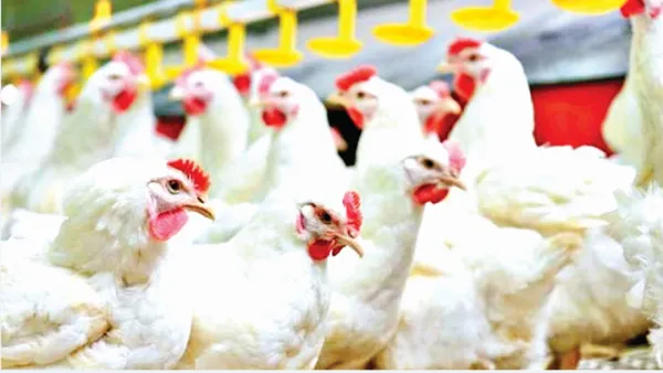 হঠাৎ গরম ব্রয়লারের বাজার