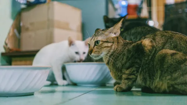 গরমে পোষা প্রাণীর যত্ন