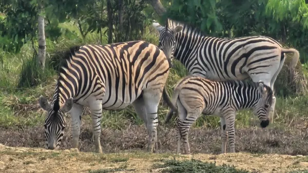 বঙ্গবন্ধু সাফারি পার্কে আবারও জেব্রার ঘরে নতুন অতিথি