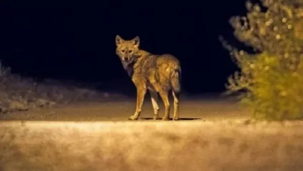 শিয়াল আতঙ্কে গফরগাঁওবাসী