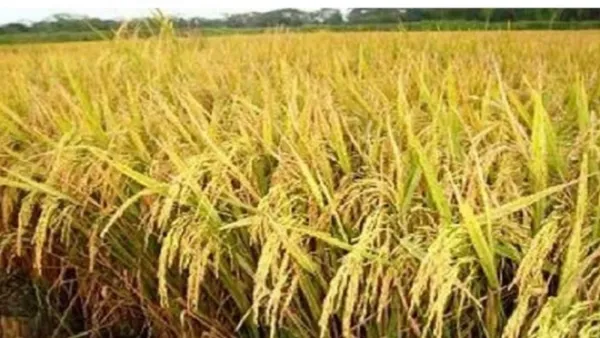 প্রচণ্ড গরমে অচেতন হয়ে পড়লেন কৃষক, পরে মৃত্যু