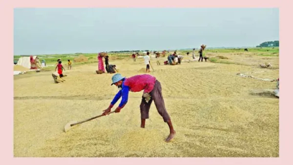 ধানের সরকারি দামে লোকসানের শঙ্কা