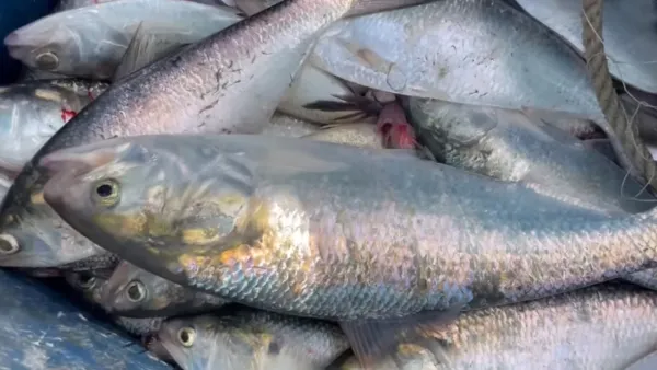 নিষেধাজ্ঞা শেষে ইলিশ শিকারে নদীতে জেলেরা