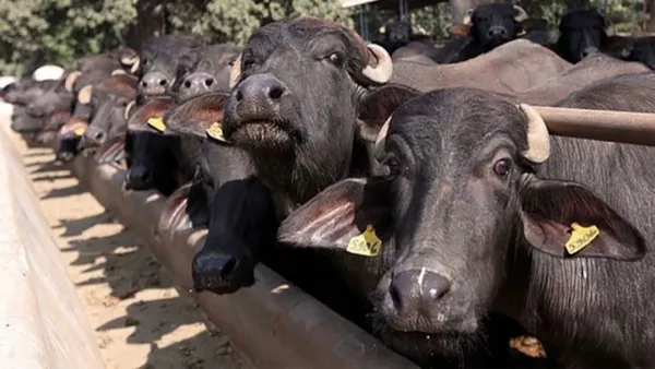 সংঘাতের মধ্যেও মিয়ানমার থেকে আসছে গরু-মহিষ