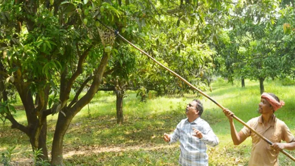 রাজশাহীতে গুটি আম পাড়া শুরু