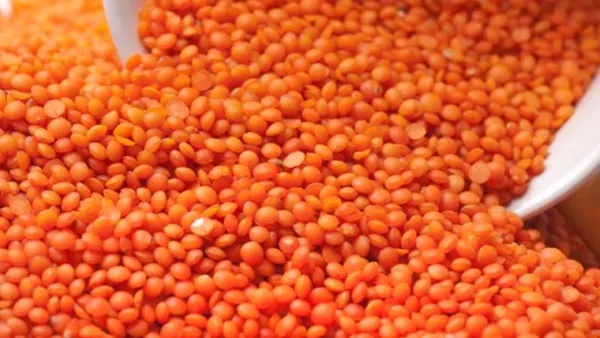 শতকোটি টাকার মসুর ডাল কিনছে সরকার