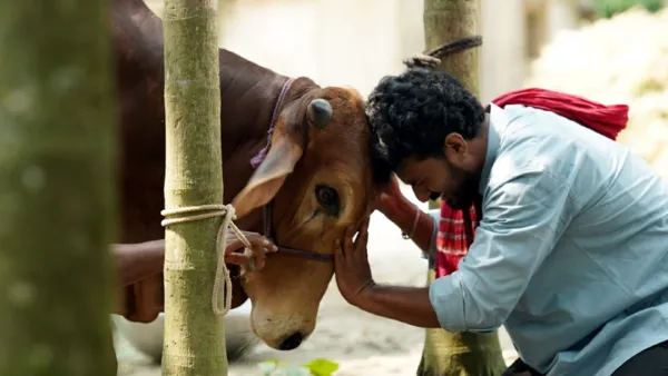 নাটকের প্রধান চরিত্রে গরু!