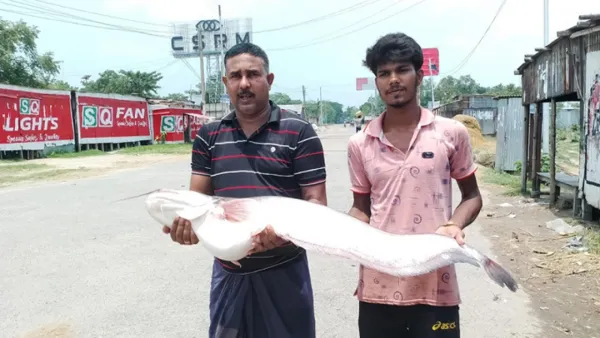 পদ্মার এক বোয়ালের দাম ২৩ হাজার টাকা