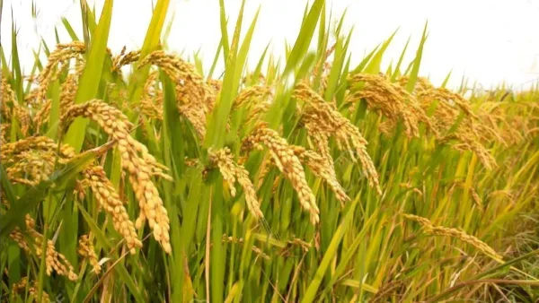 সরকারি জমির ধান লুটের হাত থেকে রক্ষা করলেন ইউএনও