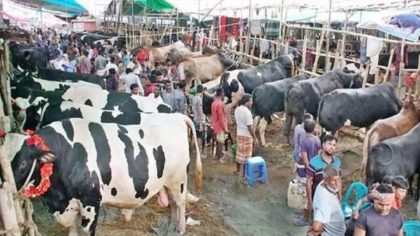 রাজধানীর ২০ হাটে কোরবানির পশু বেচাকেনা শুরু