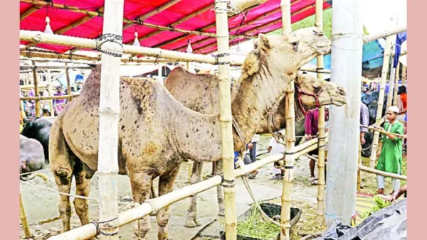 বৃষ্টি নিয়ে চিন্তায় পশু ব্যবসায়ীরা