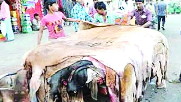 সিন্ডিকেটে কোরবানির চামড়া বাজারে অস্থিরতার শঙ্কা