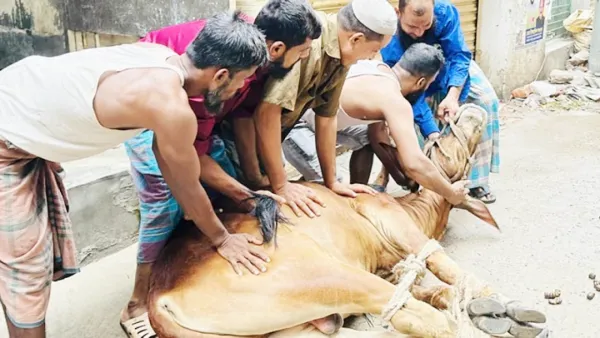 পাড়া-মহল্লায় চলছে পশু কোরবানি