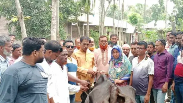 আন্দোলনে নিহত বিএনপি নেতার পরিবারকে বাছুরসহ গাভি উপহার